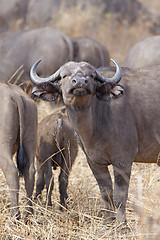 Image showing Wild African Buffalo
