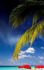 Image showing Palms and Caribbean Colors 