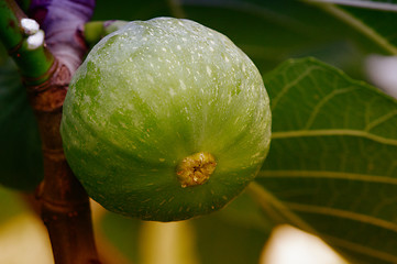 Image showing Green Fig on the Tree, Tuscany