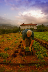 Image showing Proud farmer cultivating vegetable in his garden - Italian Count