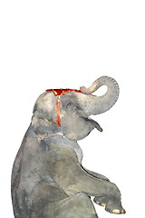 Image showing elephant making tricks