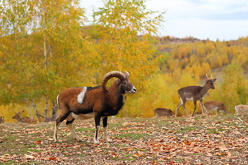 Image showing mouflon male and fallow deers