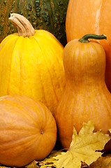 Image showing Ripe pumpkins