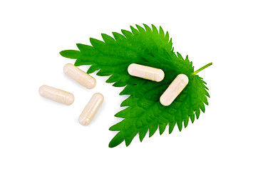 Image showing Capsules beige on two leaf nettle