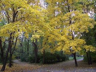 Image showing Autumn in park