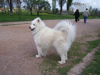 Image showing White dog