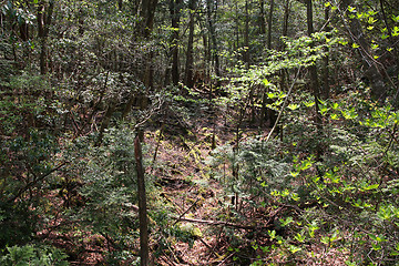 Image showing Japan suicide forest