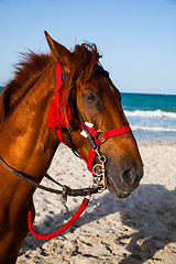 Image showing Horse head portrait 