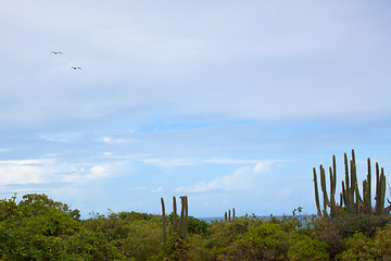 Image showing Coast of Barbuda