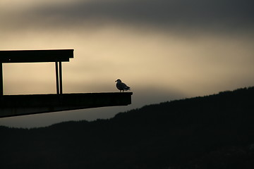 Image showing Seagull