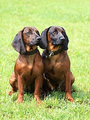 Image showing Two Bavarian Mountain Scenthound dogs