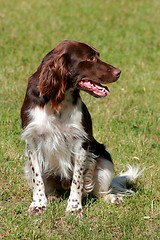 Image showing Small munsterlander dog