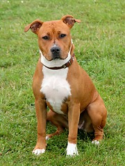 Image showing American Staffordshire Terrier