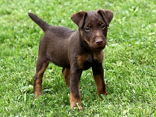 Image showing German Hunting Terrier puppy 