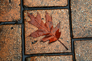 Image showing Wet leaf on the street