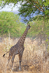 Image showing Wild Giraffe