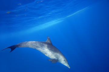 Image showing Wild Dolphins