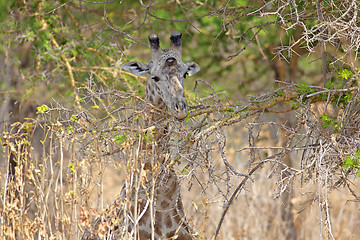 Image showing Wild Giraffe