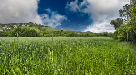 Image showing Green field under blue sky. Beautiful nature background