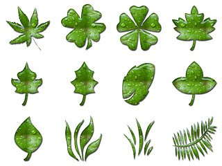 Image showing Green leafs