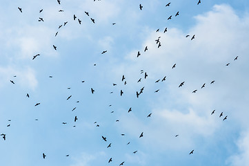 Image showing A large group of crows