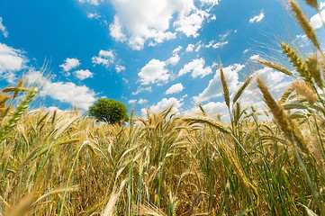 Image showing Dry wheat closeup photo