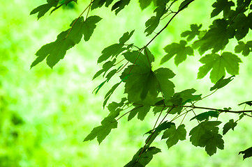 Image showing Fresh leaves with blurry background