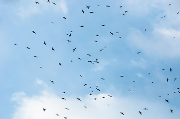 Image showing A large group of crows