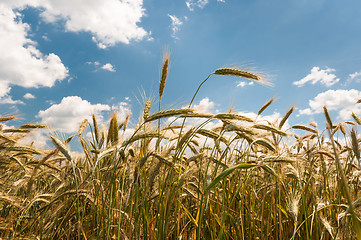 Image showing Dry wheat closeup photo