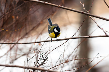 Image showing Small bird sitting on branch