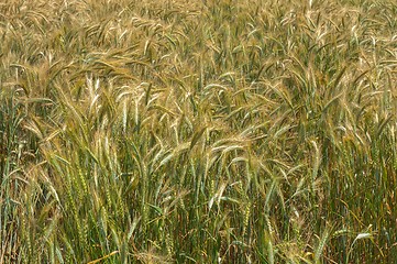 Image showing Dry wheat closeup photo