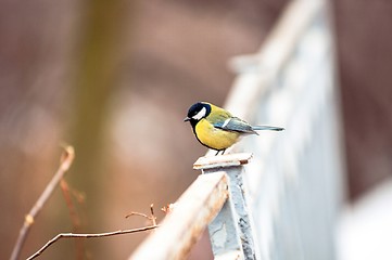 Image showing Small bird sitting on branch