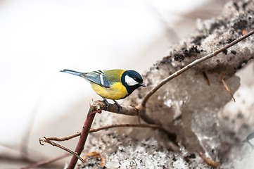 Image showing Small bird sitting on branch