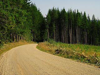 Image showing Forest Landscape