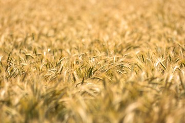 Image showing Dry wheat closeup photo