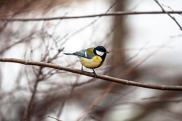 Image showing Small bird sitting on branch