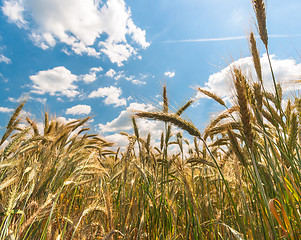 Image showing Dry wheat closeup photo