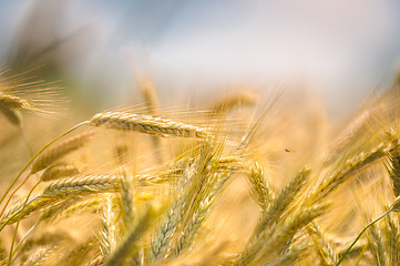 Image showing Dry wheat closeup photo