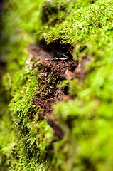 Image showing Moss on tree trunk