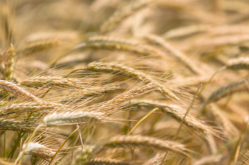 Image showing Dry wheat closeup photo