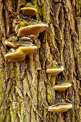 Image showing autumn mushroom