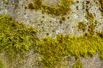 Image showing grunge autumn background  with green moss