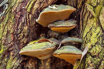 Image showing autumn mushroom