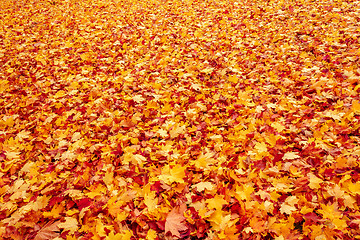 Image showing Fall orange and red autumn leaves on ground