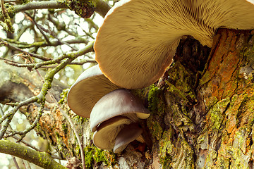 Image showing autumn mushroom on tree