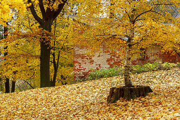 Image showing Color composition in autumn park