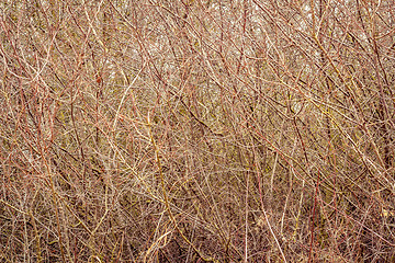 Image showing autumn or spring branches without leaves