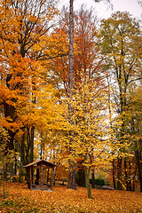 Image showing Autumn in park with yellow leaves on ground