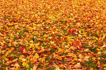 Image showing Fall orange and red autumn leaves on ground