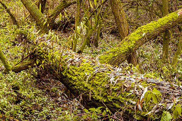 Image showing Bright Green Moss (bryophytes) on tree trunks